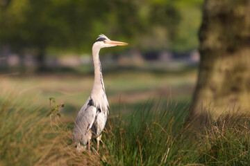 Grey heron in parkland 