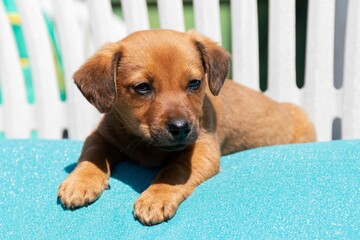 Small light brown mongrel puppy on a blue blanket