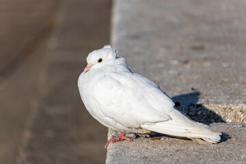 A beautiful white dove with a tuft on the back of its head sits on a concrete slab and bask in the...