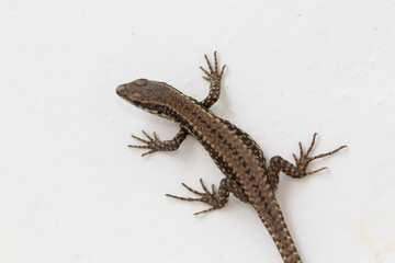 Common lizard on a white wall