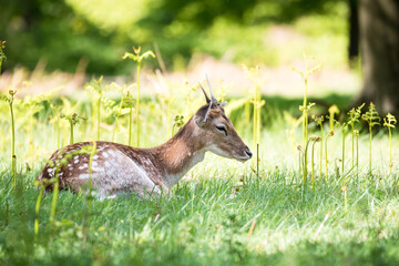 Cute fallow deer fawn sleeping in grass