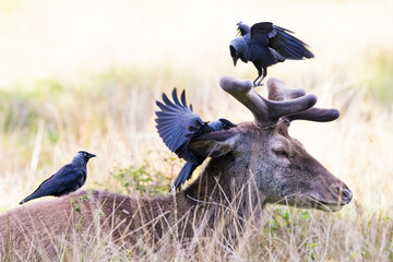 Fallow deer with 3 jackdaws squabbling over its fur.