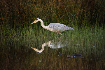Grey heron poised fishing, reflected in water