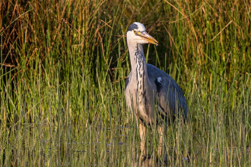 Grey heron poised fishing by water