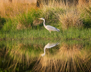 Grey heron reflected in water poised fishing