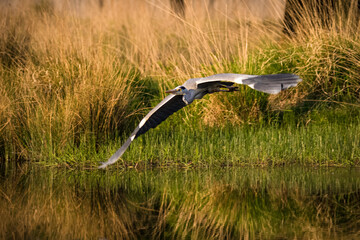 Grey heron in flight with wings spread gliding over water