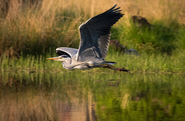 Grey heron in flight over water