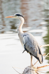 Grey heron perched on one leg on a log by the River Thames