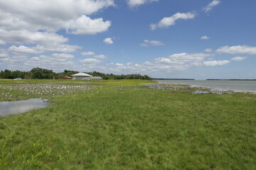 Fototapeta premium Everglades National Park, Florida, USA