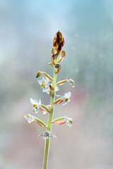 Macro, feine zarte Bl&uuml;ten Juwelorchideen, Ludisia discolor (Haemaria discolor) vor hellen Hintergrund