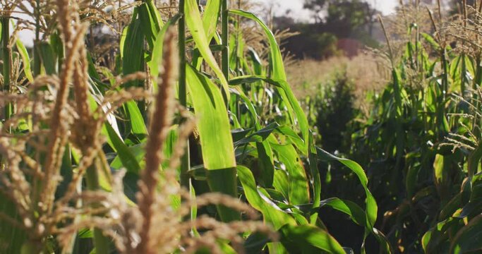 Video of eco farm with corns and vegetables on sunny day