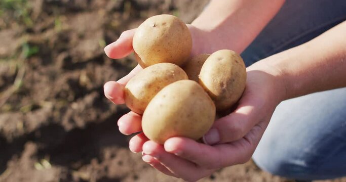 Video of hands of caucasian woman holding potatoes