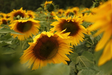 field of sunflowers