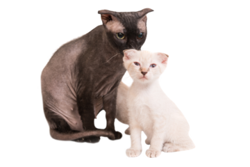 Black purebred sphinx cat and kitten in PNG isolated on transparent background. Ukrainian levkoy breed
