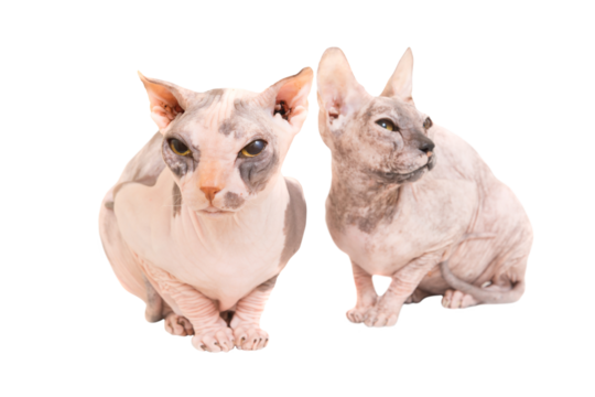 Two purebred sphinx cats in PNG isolated on transparent background. Ukrainian levkoy breed