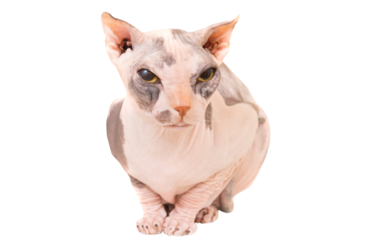 Sphinx cat in PNG isolated on transparent background. Ukrainian levkoy breed