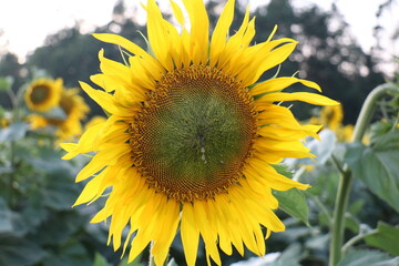 sunflower in the field