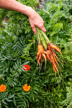 Hand of gardener holding bunch of freshly dug carrots, Halifax, Nova&Acirc;&nbsp;Scotia, Canada