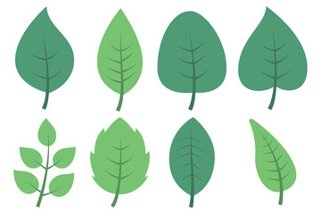 Set Of Eight Different Leaves