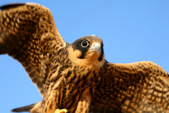 Eurasian Hobby (Falco subbuteo) in  Villafafila Natural Park. Zamora