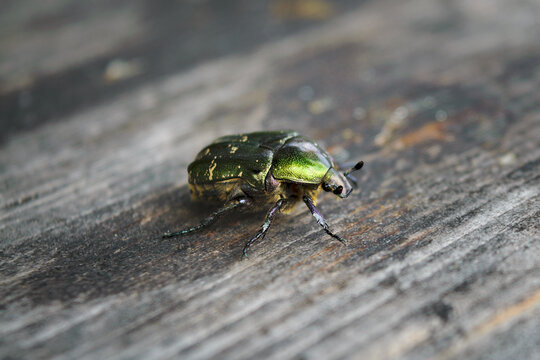 Flower chafer Potosia Protaetia cuprea against the background of an old wooden surface.