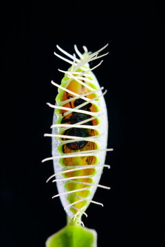 A venus flytrap (Dionaea muscipula) with fly inside.