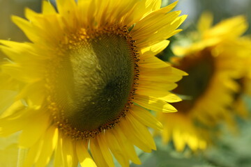 Obraz premium sunflower close up