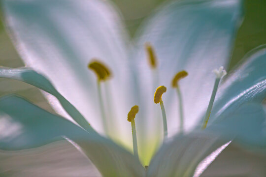 Close up of rain lily (Zephyranthes atamasca) flower with stamen visible