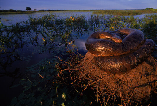 A female anaconda basks on a rock amidst water and grass, Venezuela.