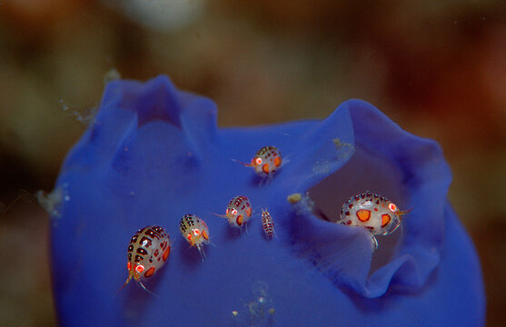 Gammaride on blue sea squirt, Cyproidea sp., Indonesia, Indian Ocean, Komodo National Park
