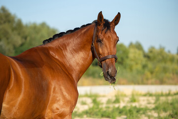 Obraz premium Beautiful bay horse in the pasture eats grass.