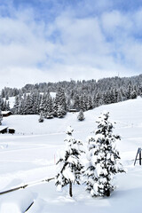 Pine trees and snow covered alpine landscape in Frience, Switzerland