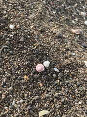 shells on the beach