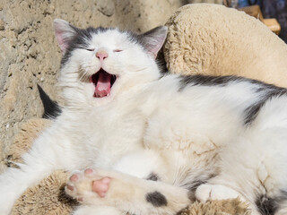 Close up of White Cat Yawning 