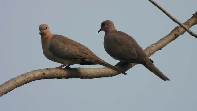laughing dove in tree - two .