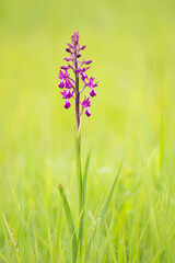 Lax-flowered orchid Anacamptis laxiflora flower spike in bright green grass meadow