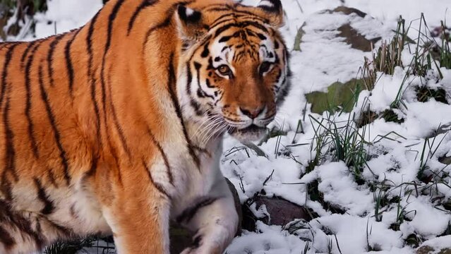 Male Siberian tiger or Amur tiger walking in snowy winter landscape turning and looks back