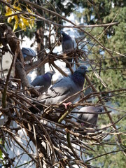 dove on the tree