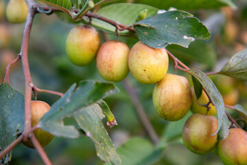 Red jujube fruits or apple kul boroi on the branches of an apple tree in the garden