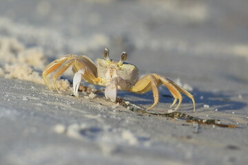Atlantic ghost crab, Ocypode quadrata, Saint Andrews Sate Park, Florida, USA