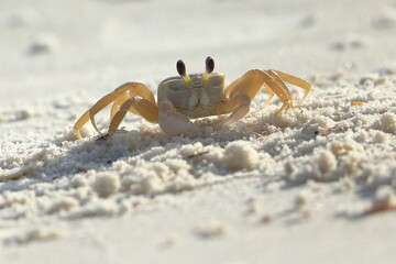 Fototapeta na wymiar Atlantic ghost crab, Ocypode quadrata, Saint Andrews Sate Park, Florida, USA