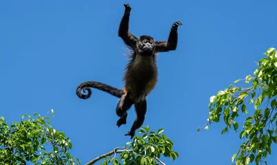 Gardinen Affe Howler monkey jump  © Liz@imson.com