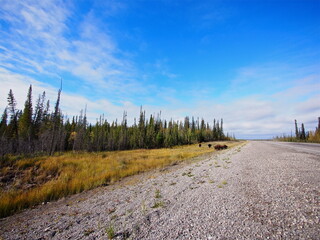 イエローナイフの空とバッファロー