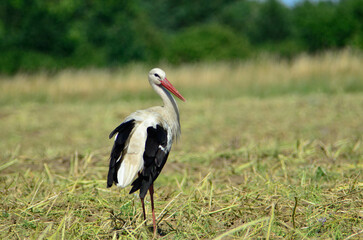 Stork