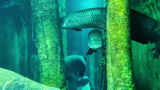 group of arapaimas, the largest freshwater fish in the world, swimming