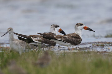 Black Skimmer, Rynchops niger, Everglades National Park, Florida, USA
