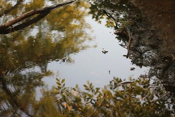 reflection of trees in water