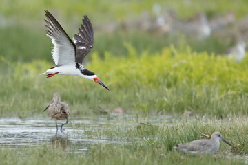 Black Skimmer, Rynchops niger, Everglades National Park, Florida, USA
