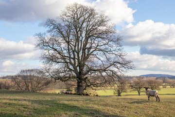 landscape with a tree