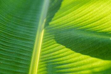 green leaf texture, banana leaf background, sunlight and shadow on green banana leaf, green background